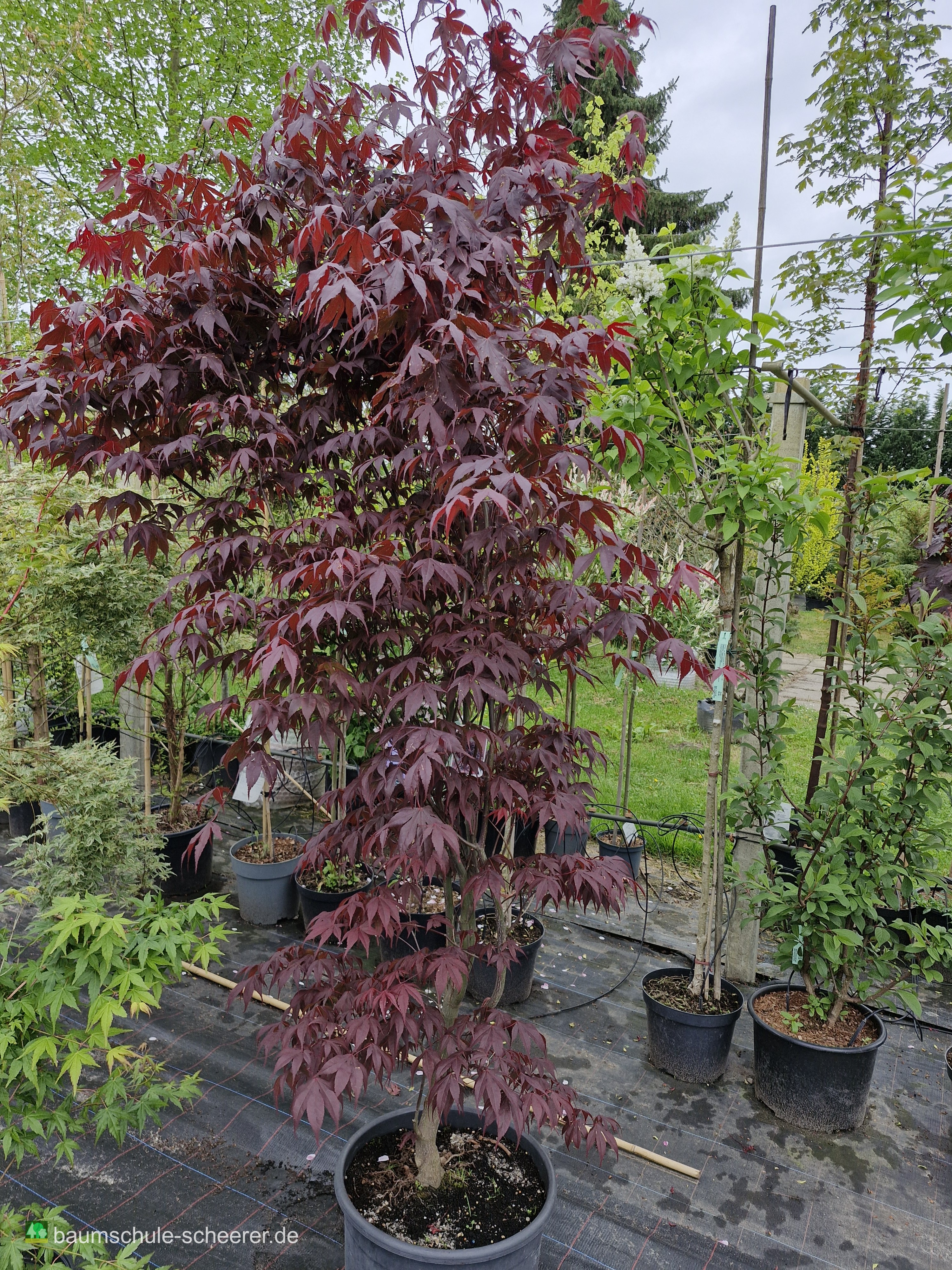 Pflanzenfoto 1