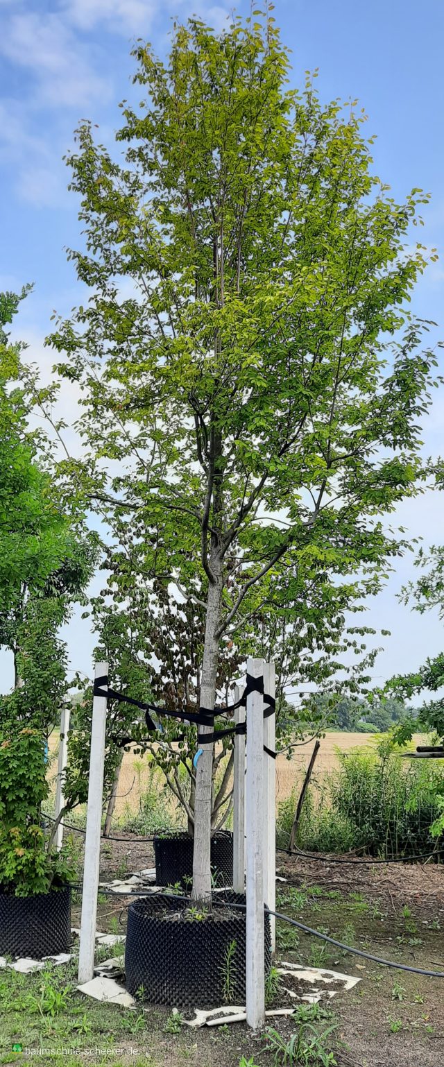 Säulenspitzahorn 'Jirka'