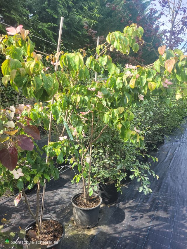 Jap.Blumen-Hartriegel 'Satomi'  -R-