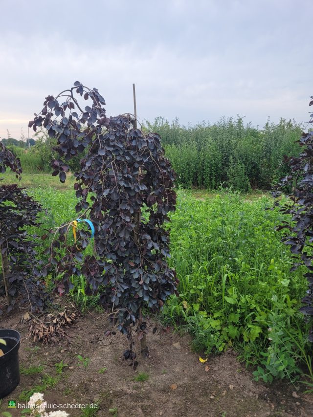 Schwarzrote Hängebuche