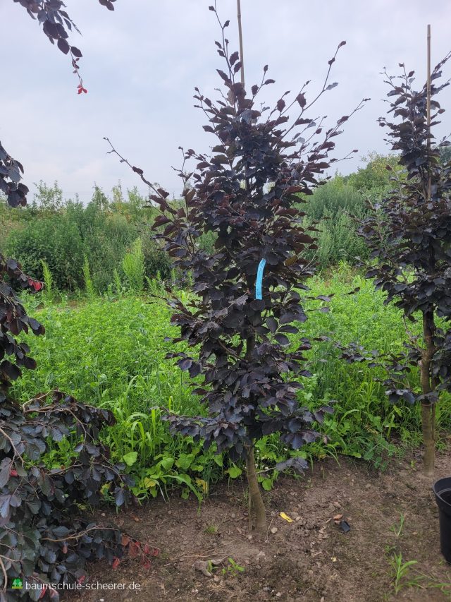 Blutbuche 'Swat Magret'