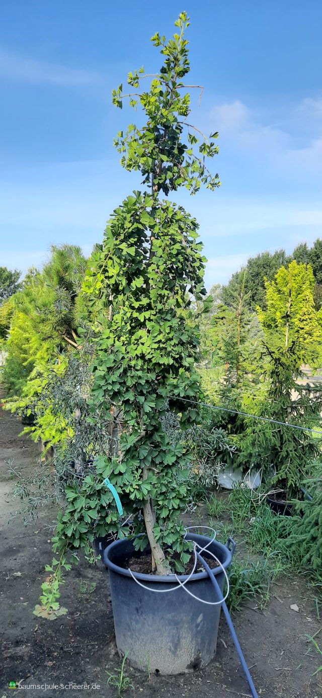 Hängender Fächerblattbaum