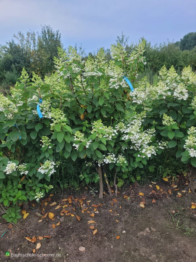Rispenhortensie