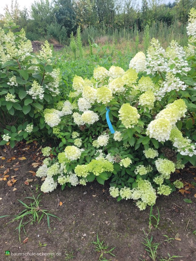 Rispenhortensie 'Polar Bear'