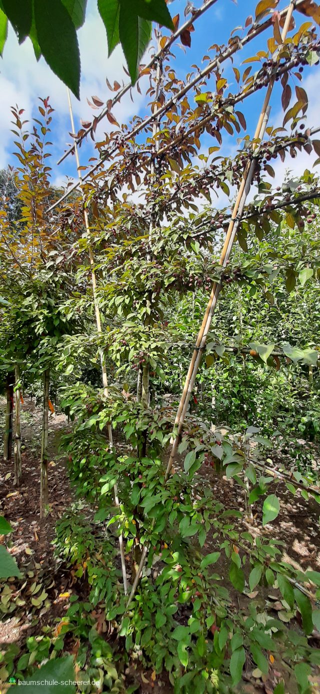 Zierapfel 'Coccinella'