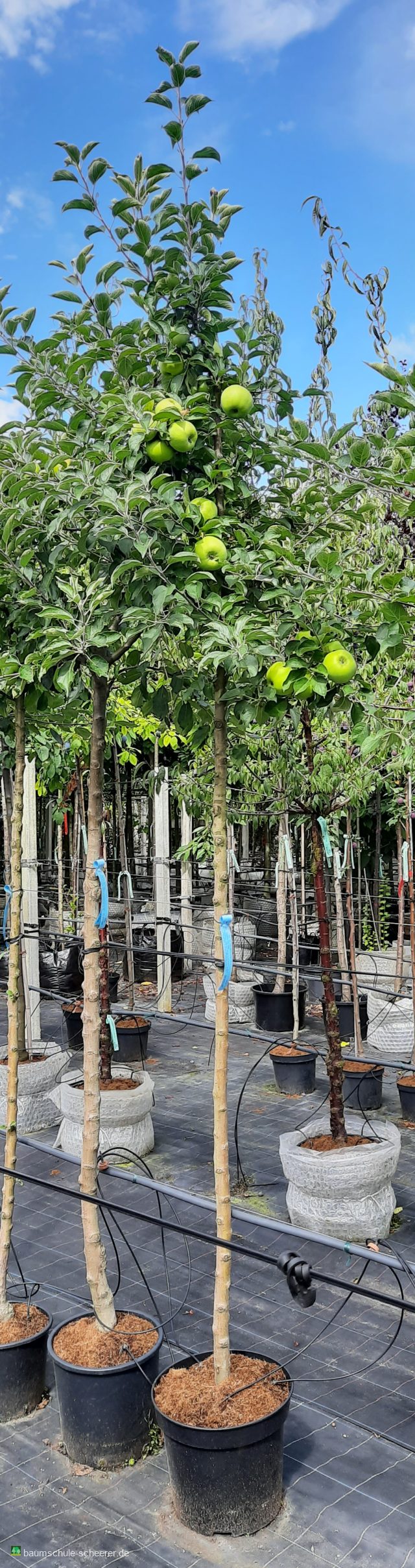 Apfel 'Holsteiner Cox'              mittel