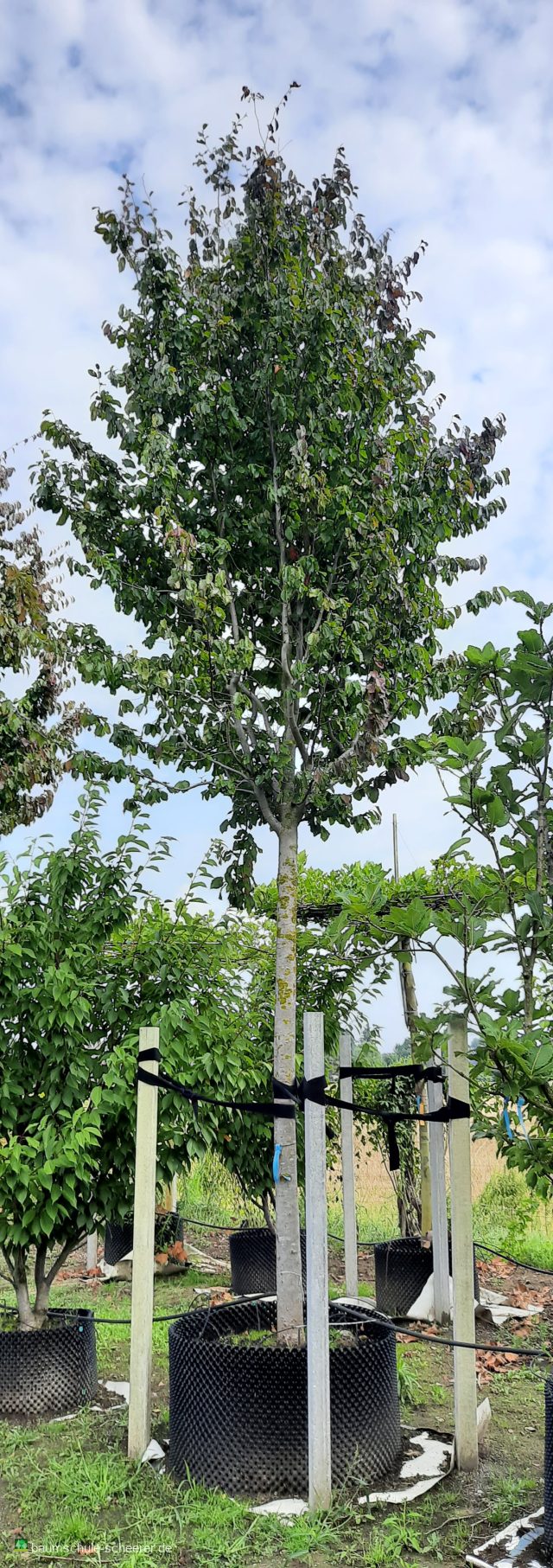 Eisenbaum 'Vanessa'