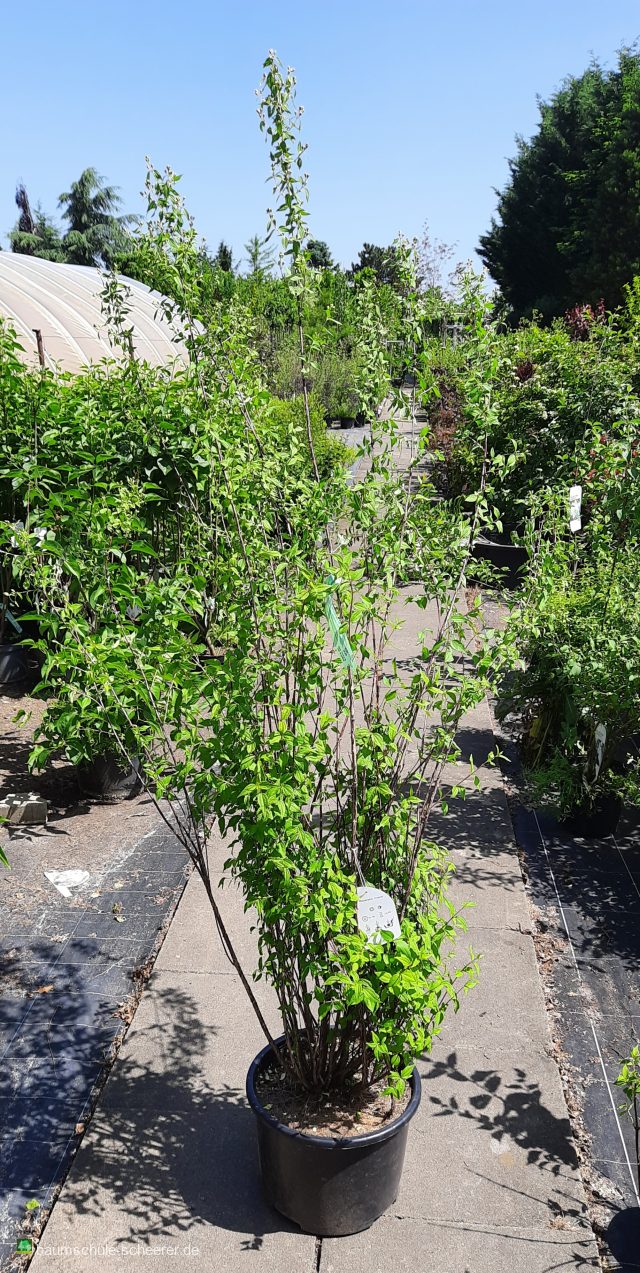 Duftjasmin 'Erectus'