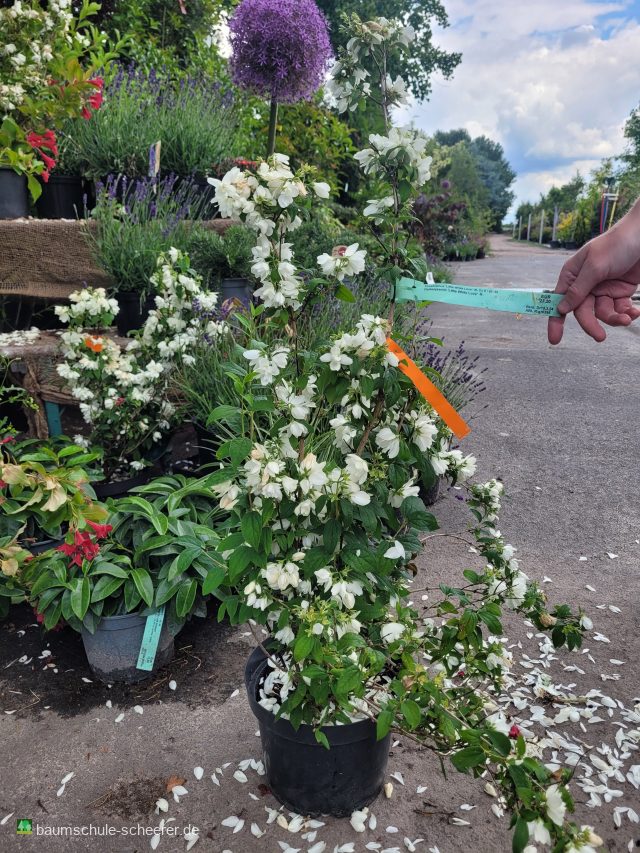 Gartenjasmin 'Little White Love'  -R-