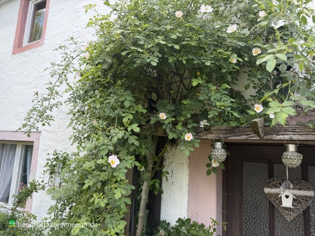 Sauerkirsche 'Karneol'                7.KW