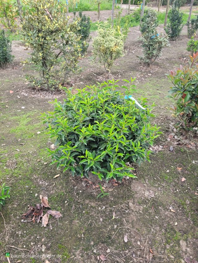 Portug.Lorbeerkirsche 'Angustifolia'