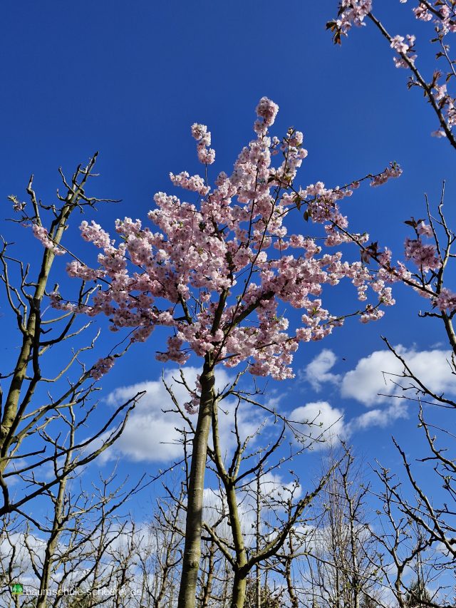 Frühe Zierkirsche 'Accolade'