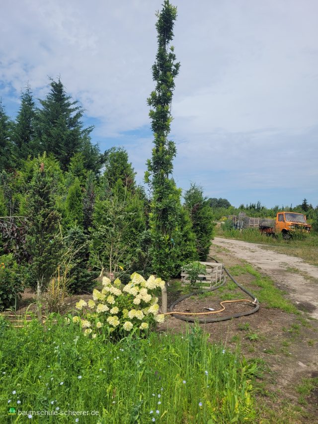 Sumpf-Eiche 'Green Pillar'  -R-