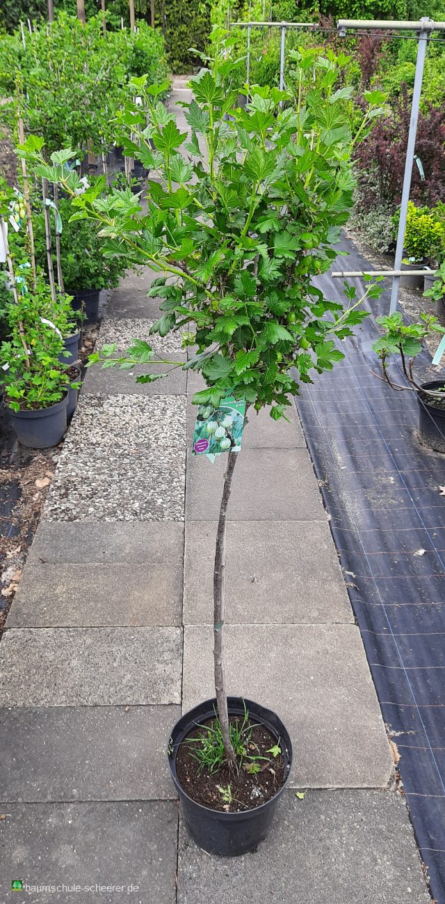 Stachelbeere 'Invicta'