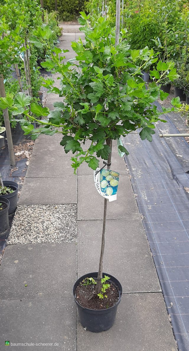 Stachelbeere 'Risulfa'                früh