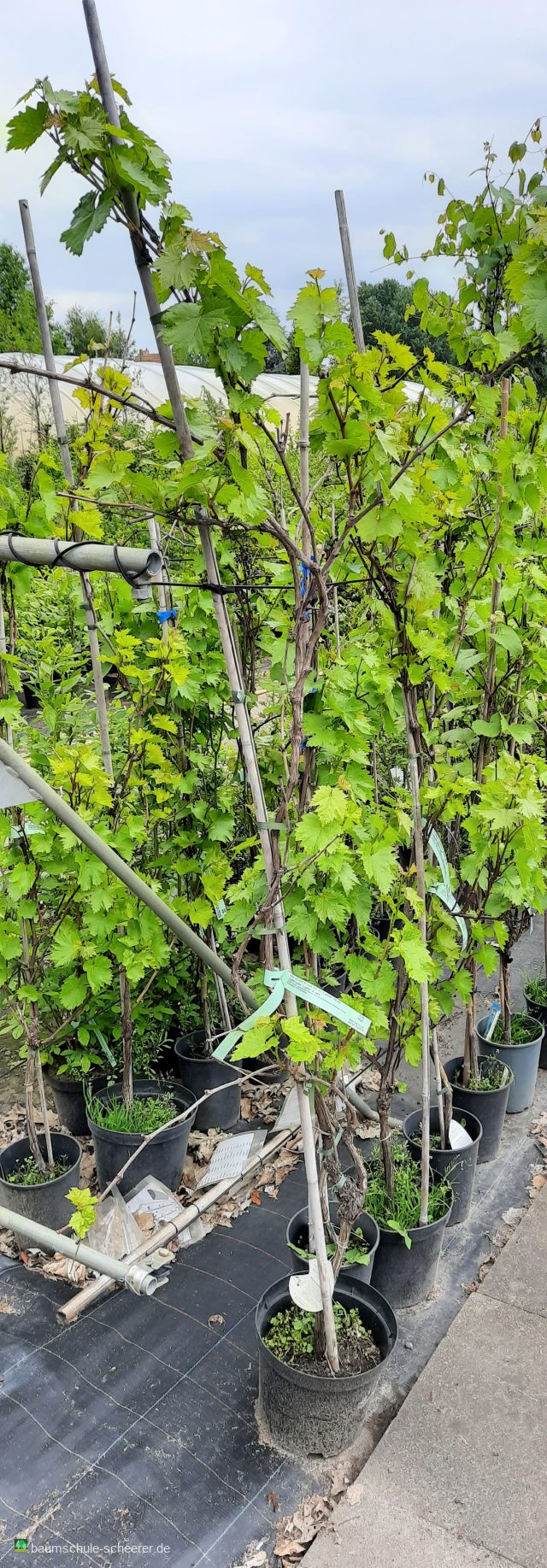 Tafeltraube 'Angela'  -S- weiß