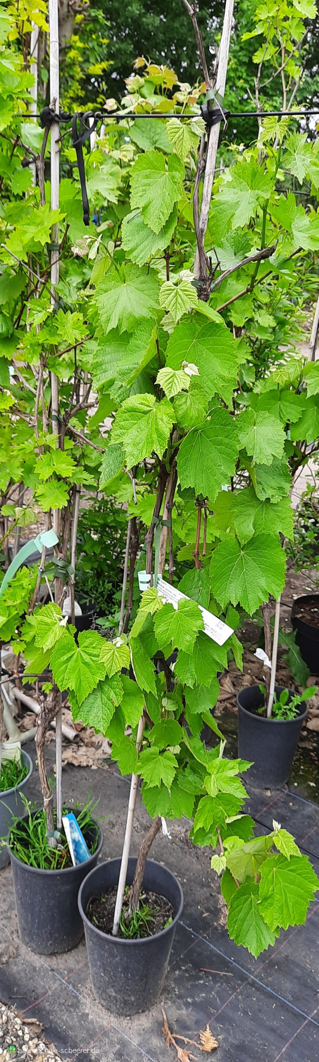 Tafeltraube 'Isabella'  blau