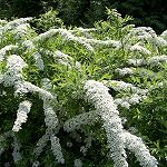 Spierstrauch Spiraea cinerea