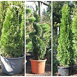 Thuja Smaragd Spirale