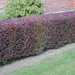 Berberis thunbergii Atropurpurea
