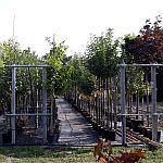 Ersatzpflanzungen – Beispiel 1