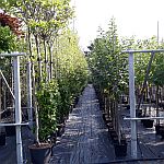 Ersatzpflanzungen – Beispiel 2