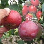 Apfel Ingrid Marie