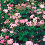 Rose 1