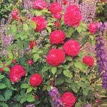 Rose 2