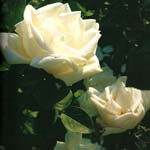 Rose 3